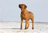 TOSA INU 219